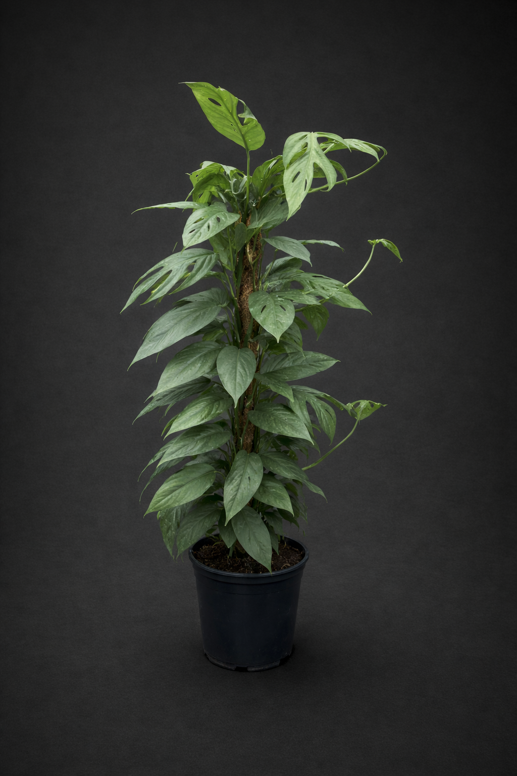 Epipremnum Cebu Blue