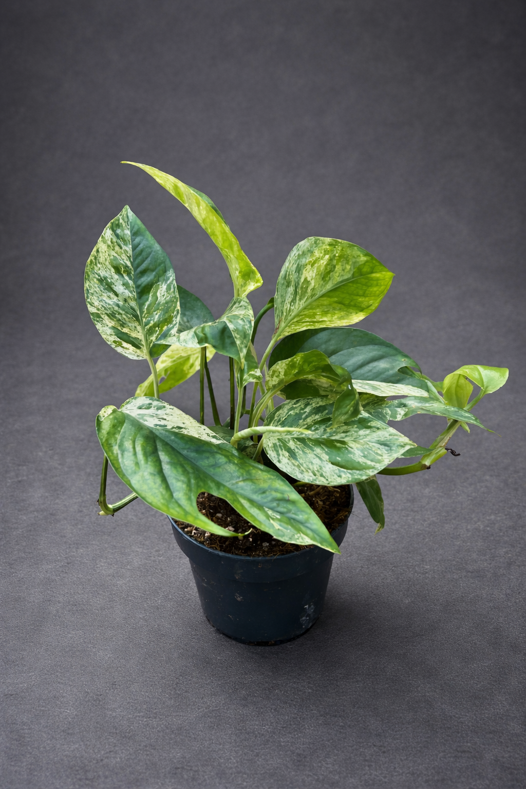 Epipremnum Marble King