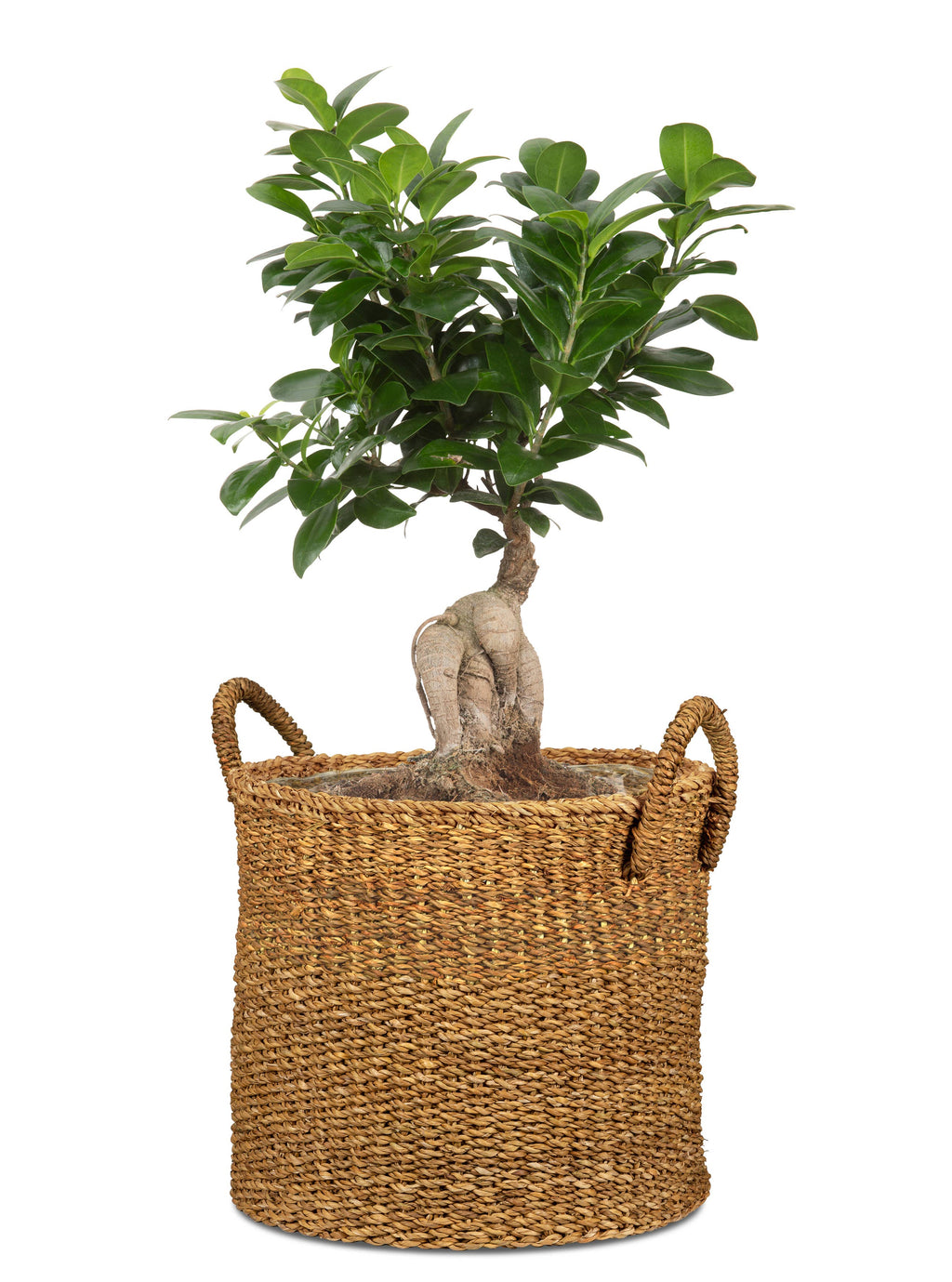 Scheurich Pflanzgefäß 516 aus Seegras