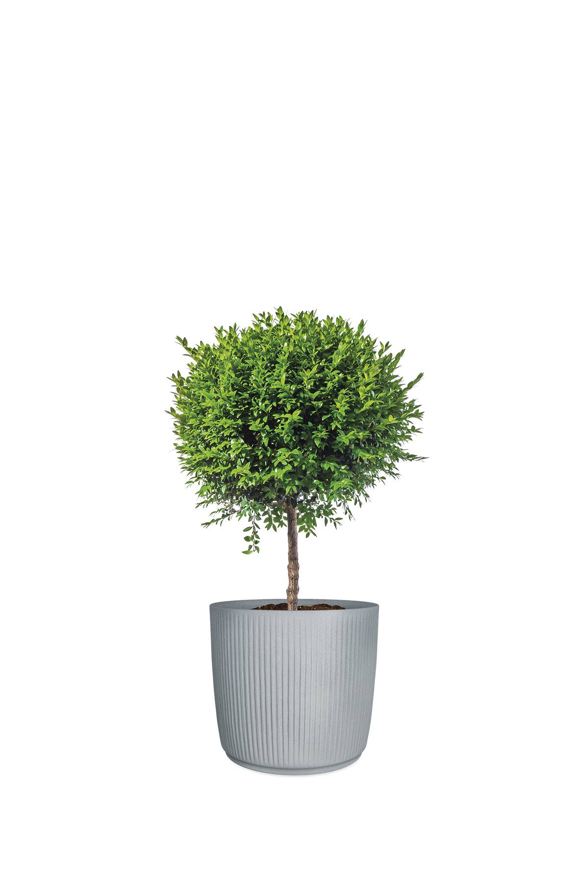 Blumentopf/Pflanzgefäß Linetto 259 aus Kunststoff