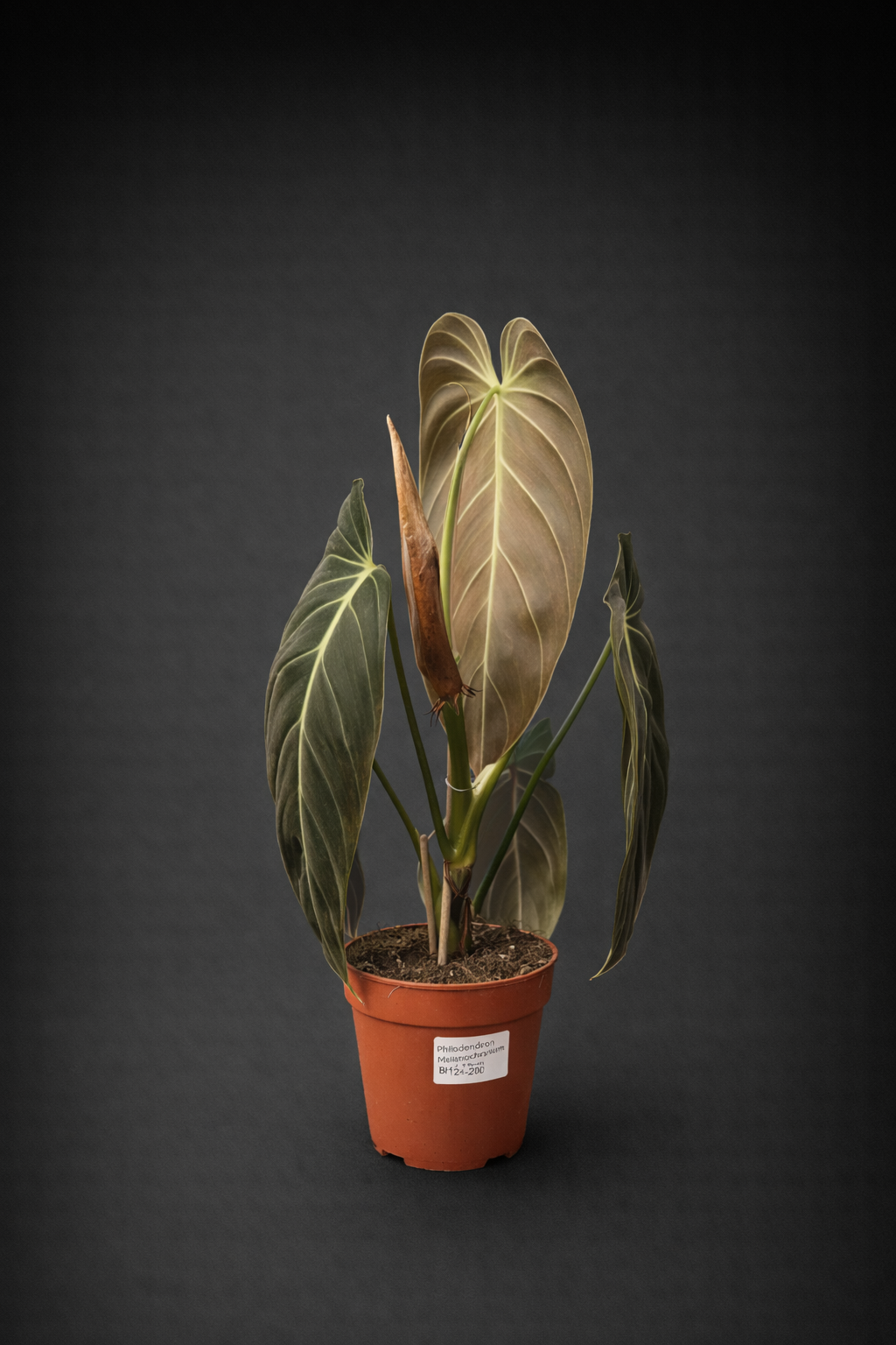 Philodendron Melanochrysum