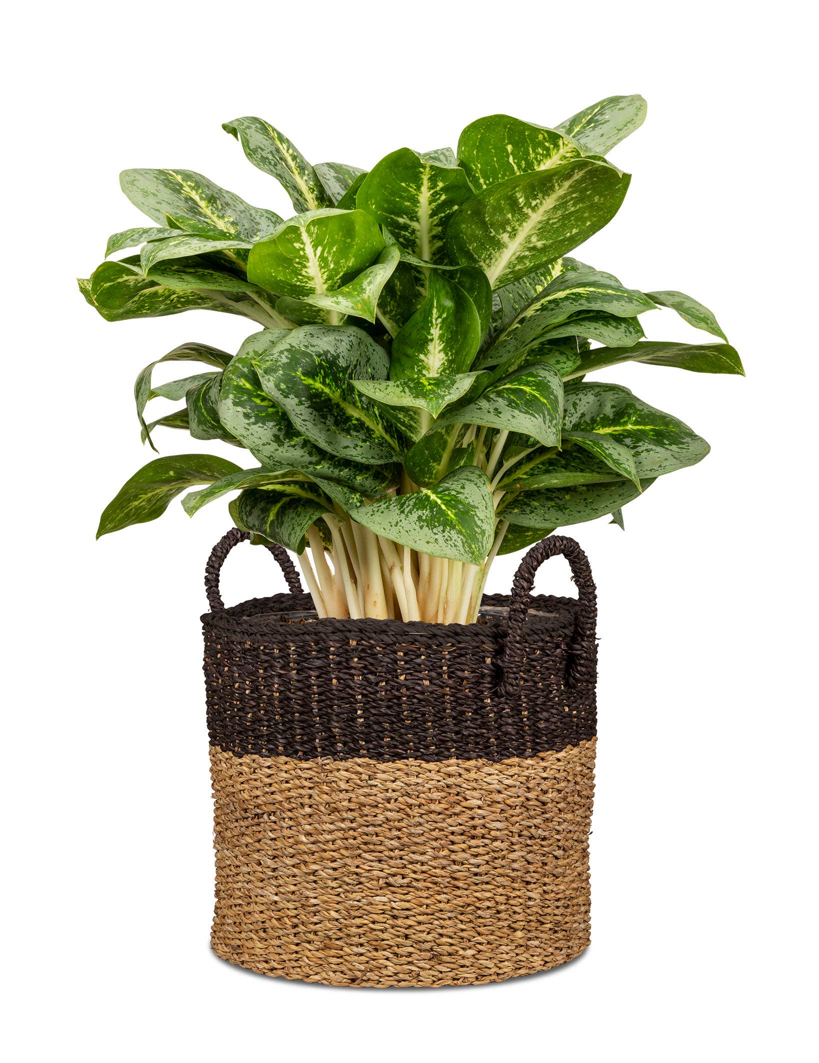 Scheurich Pflanzgefäß 516 aus Seegras
