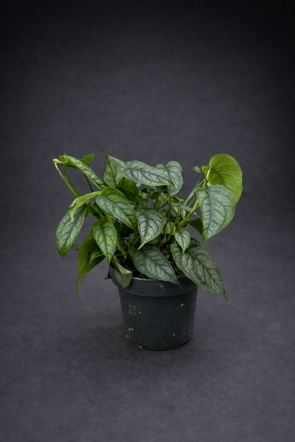 Monstera Siltepecana