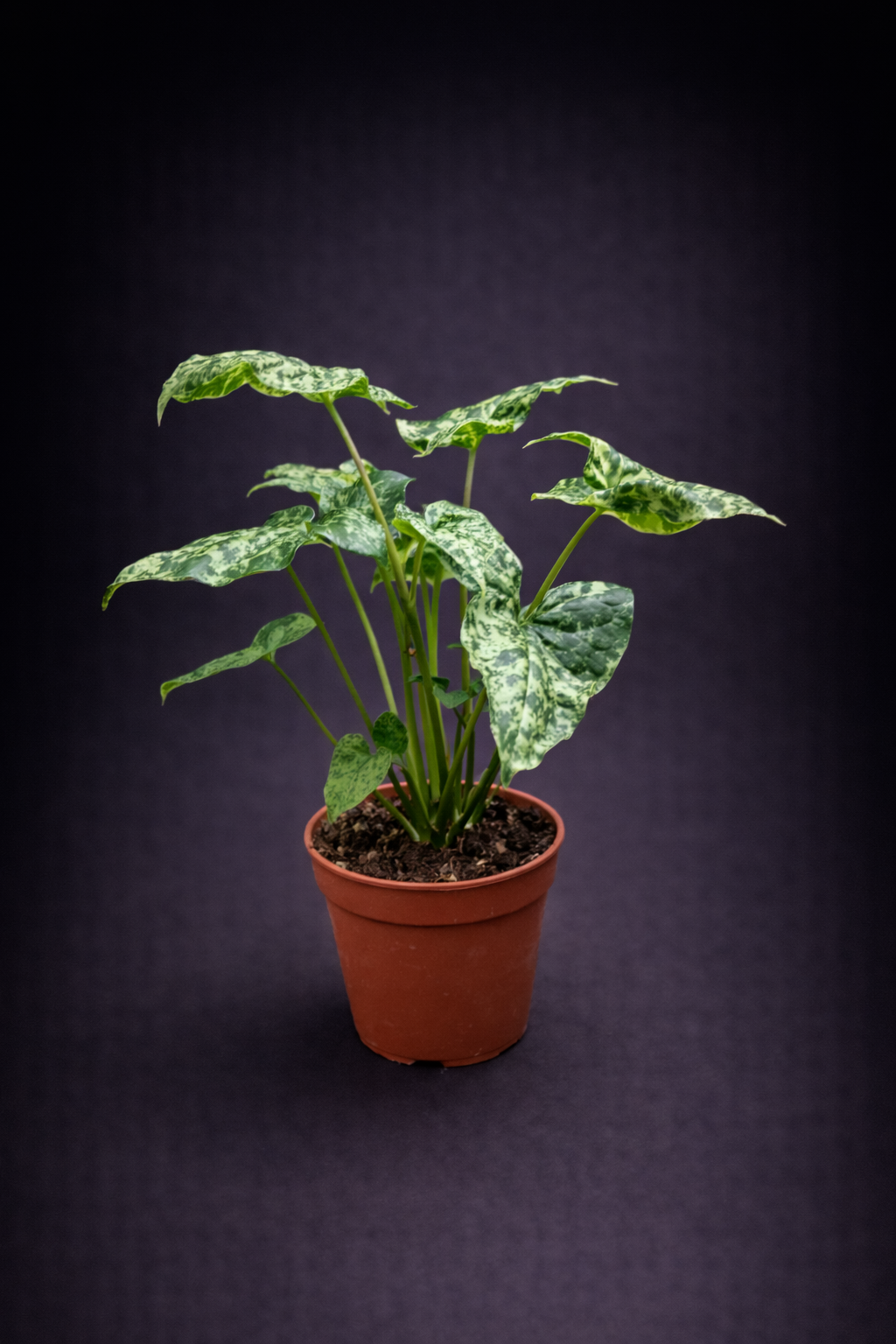 Syngonium Mottled