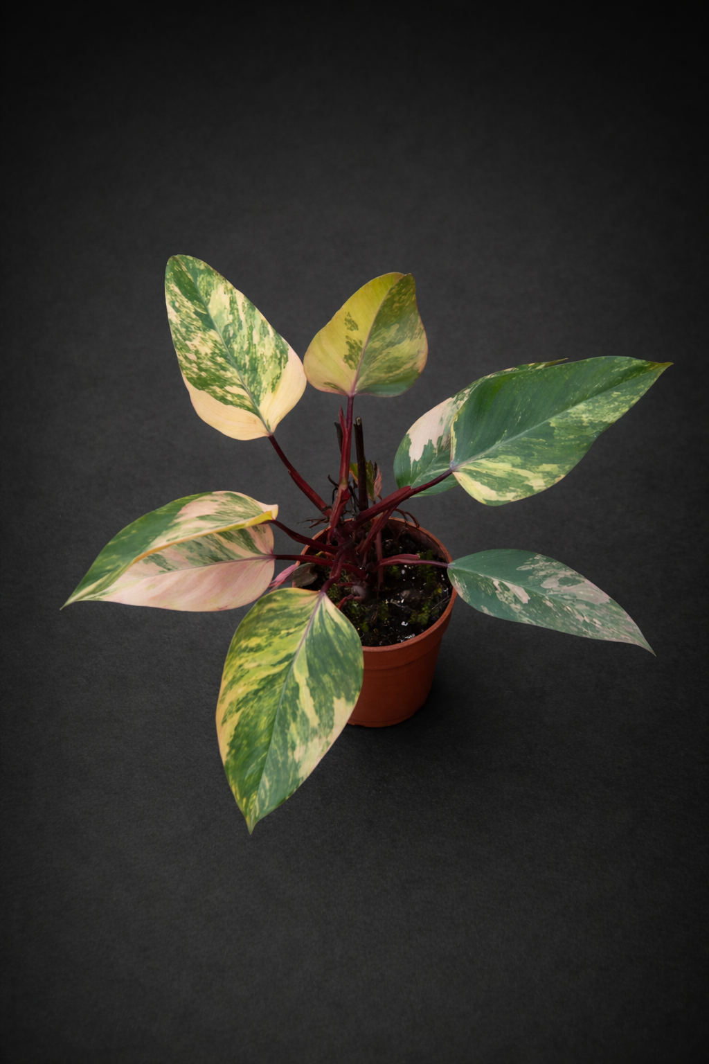 Philodendron Strawberry Shake