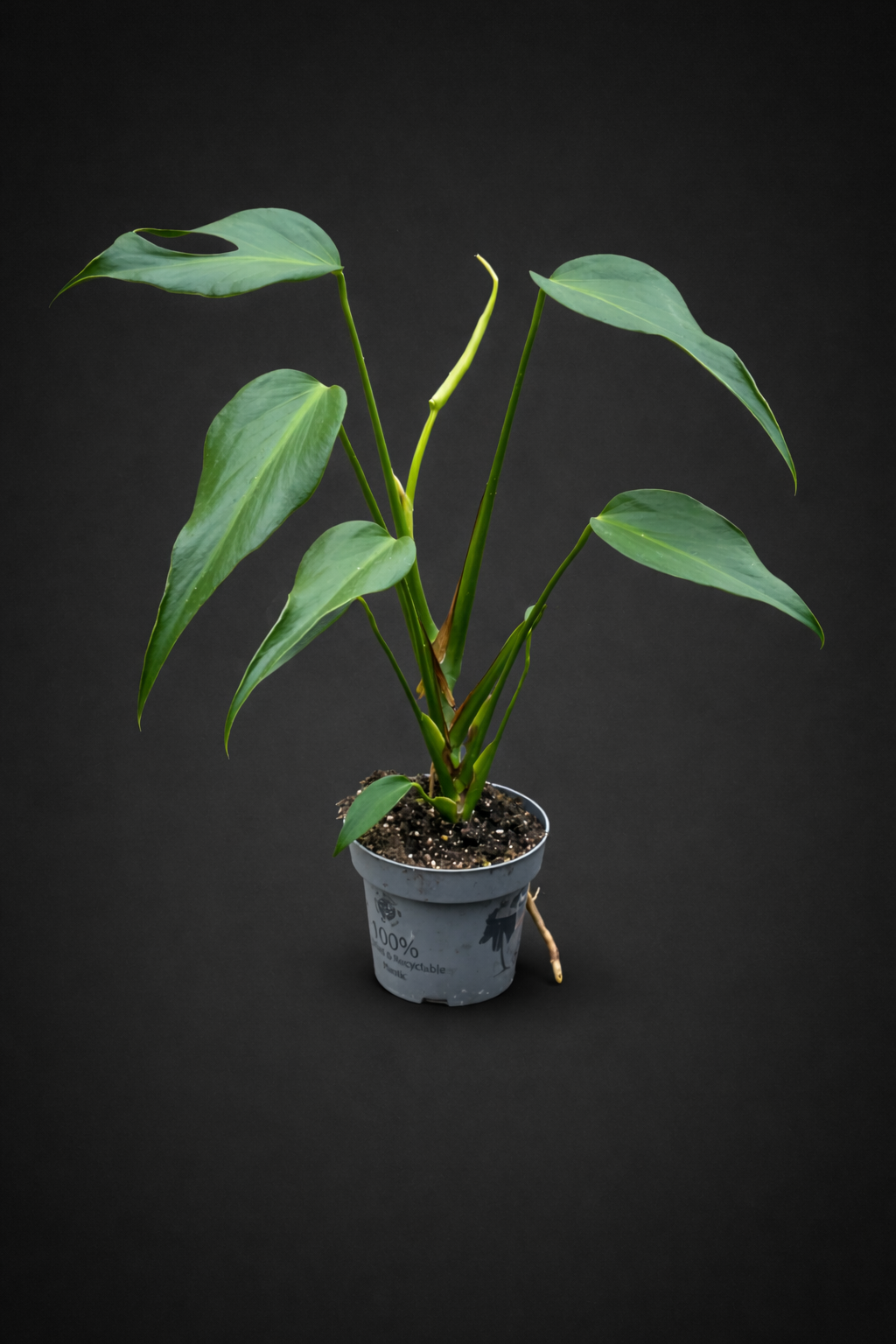 Monstera Burle Marx Flame