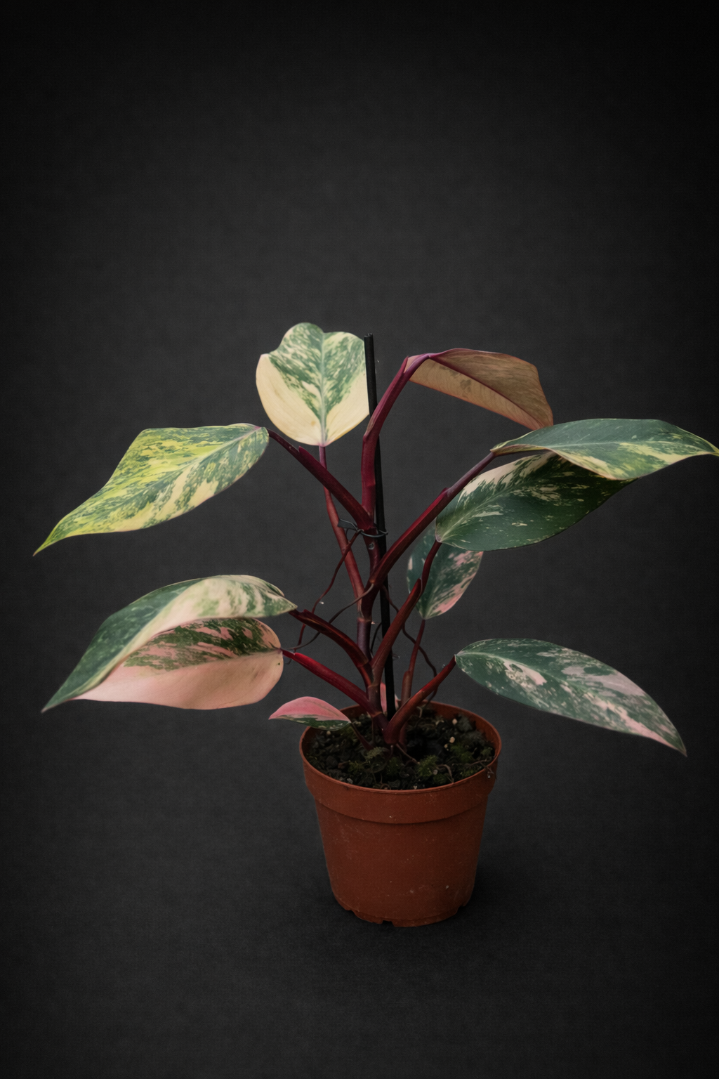 Philodendron Strawberry Shake