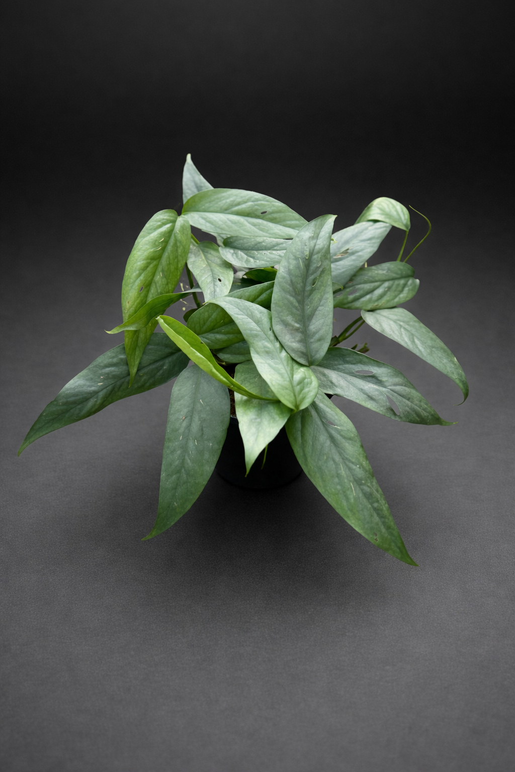 Epipremnum Cebu Blue