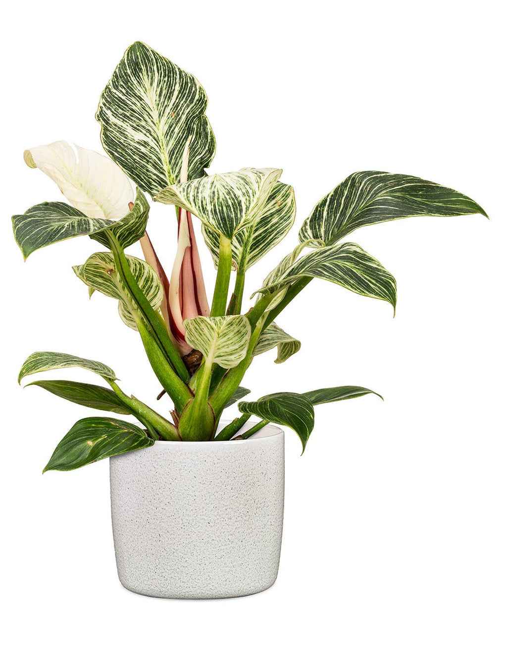 2Er Set Übertöpfe Solido 900 aus Keramik