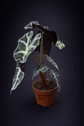 Alocasia Polly