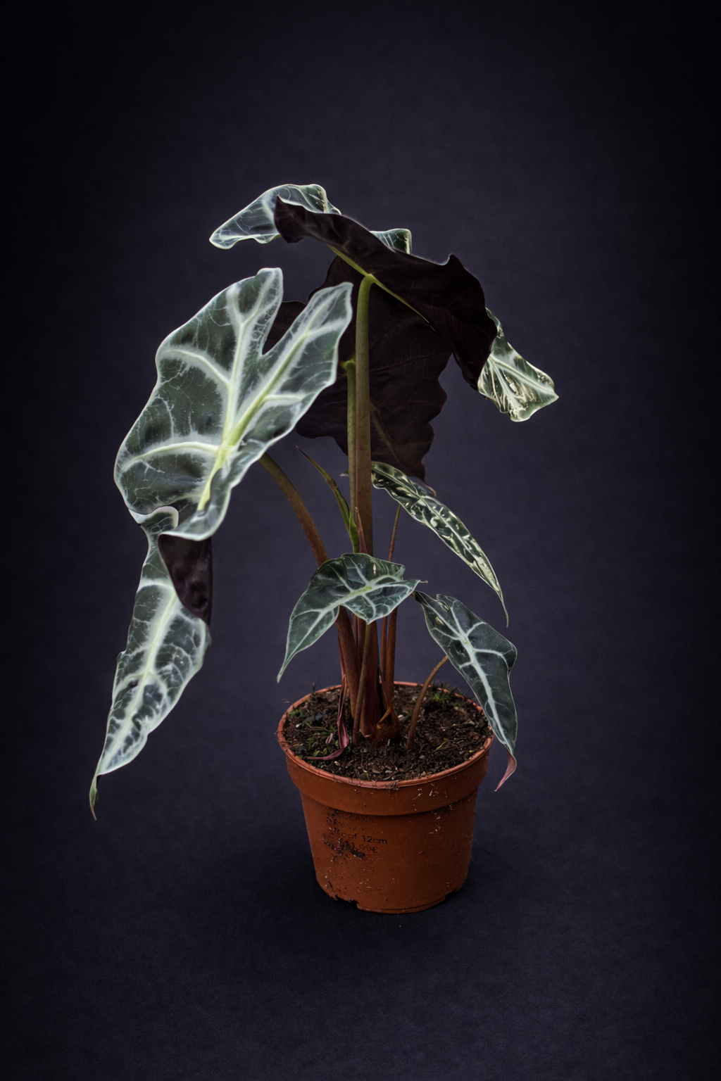 Alocasia Polly