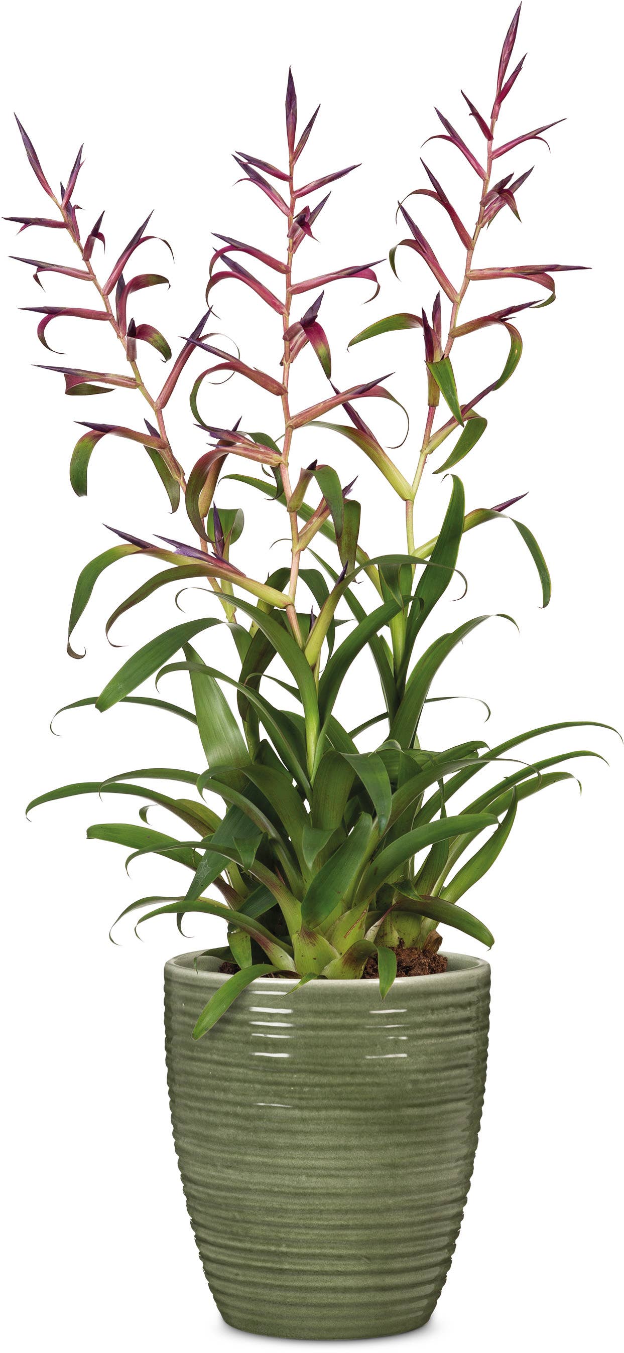 Orchideengefäß 669 aus Keramik