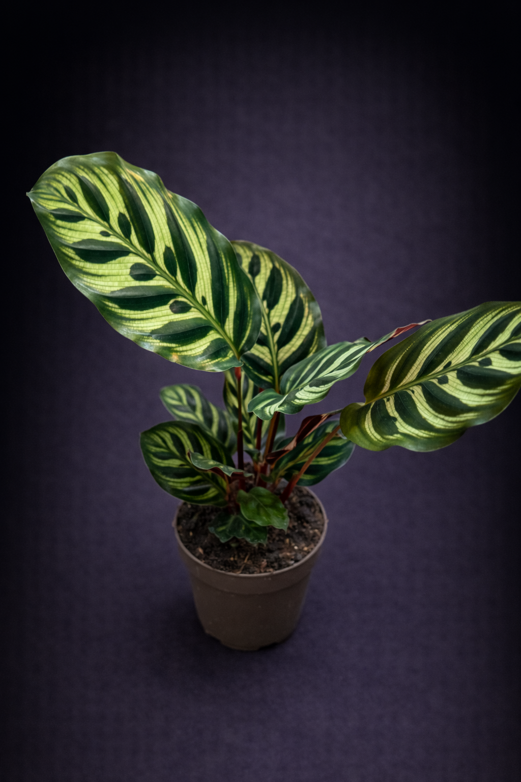 Calathea Makoyana