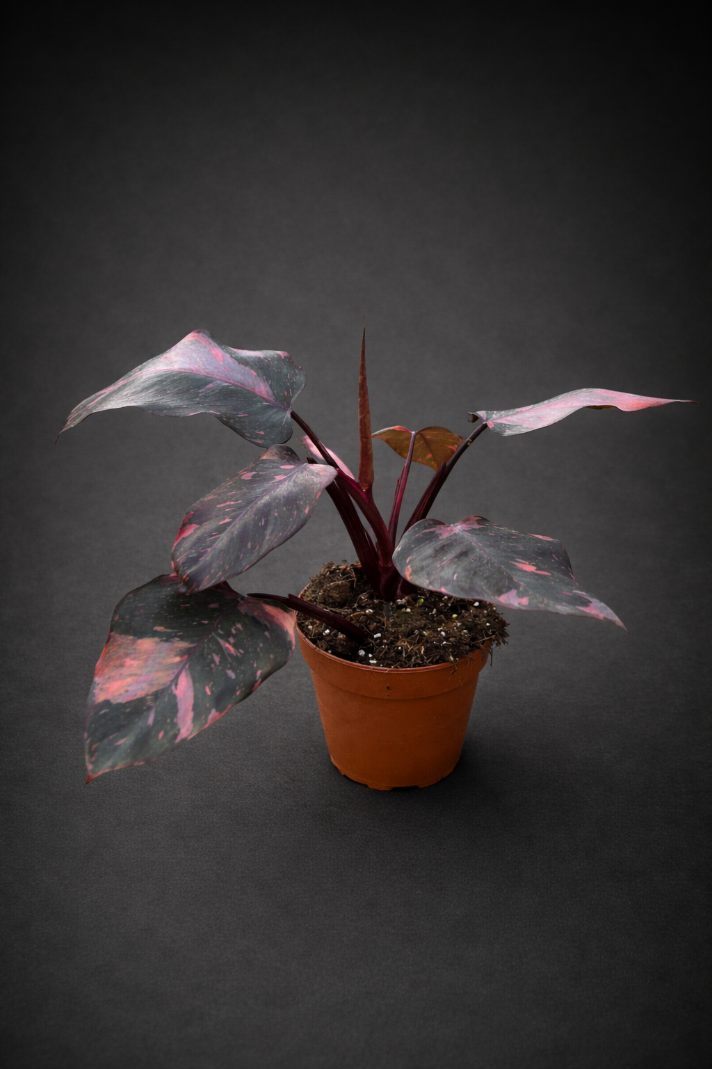 Philodendron Pink Princess Marble