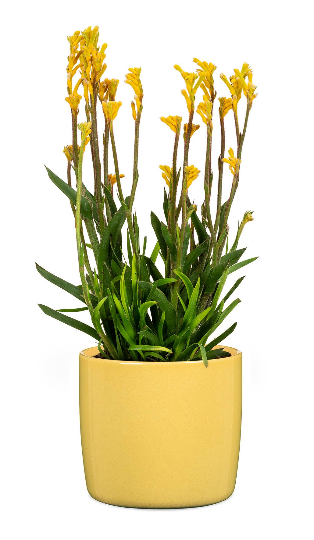 2Er Set Übertöpfe Solido 900 aus Keramik