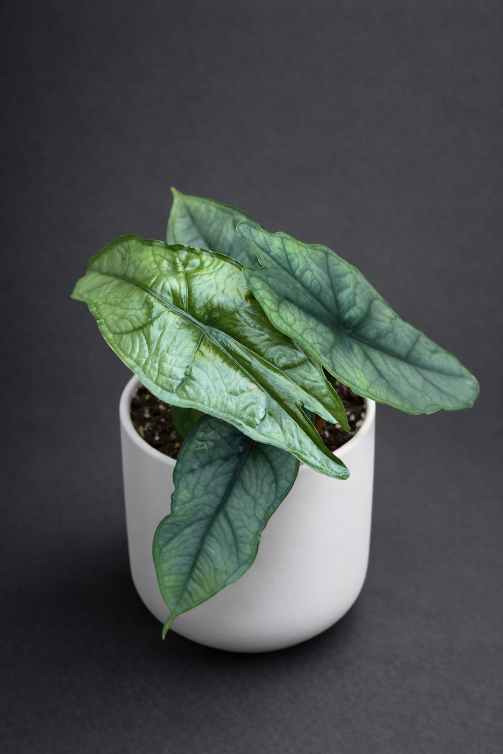 Alocasia Dragon Breath