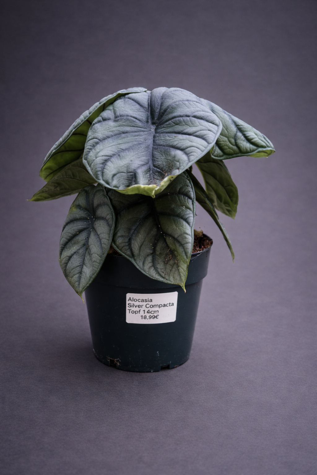 Alocasia Silver Compacta