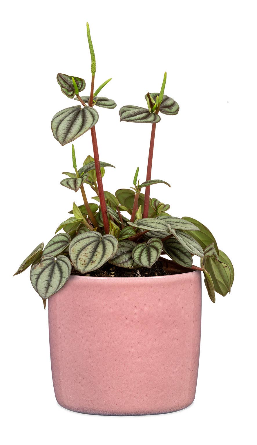 2Er Set Übertöpfe Solido 900 aus Keramik