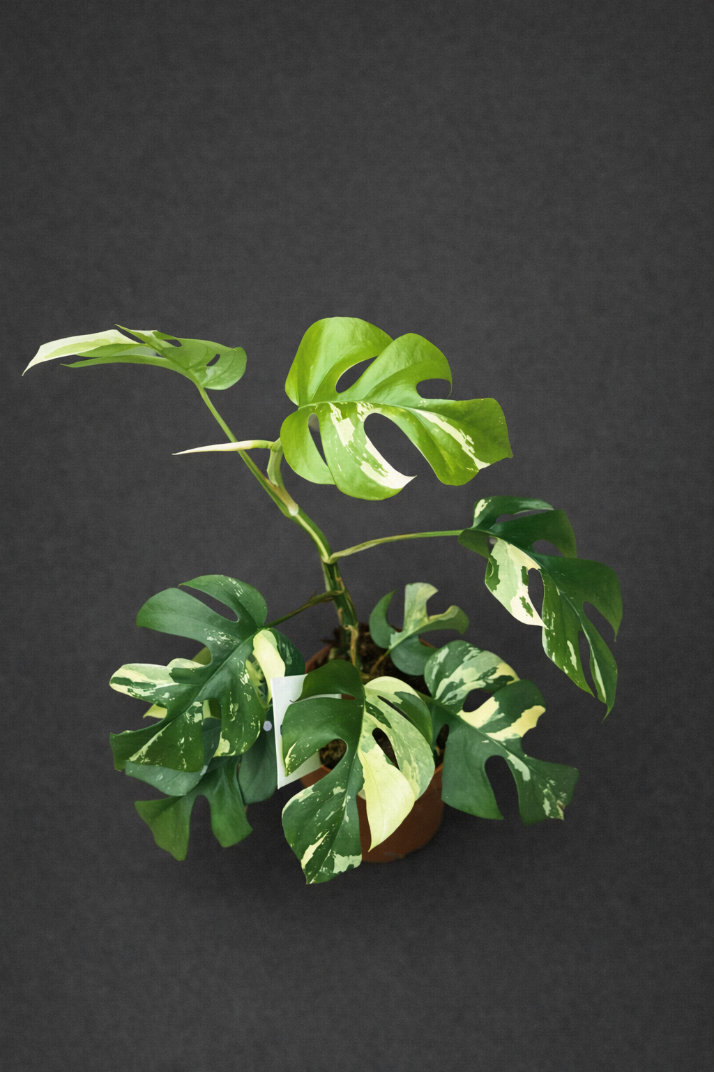 Rhaphidophora tetrasperma Varigata