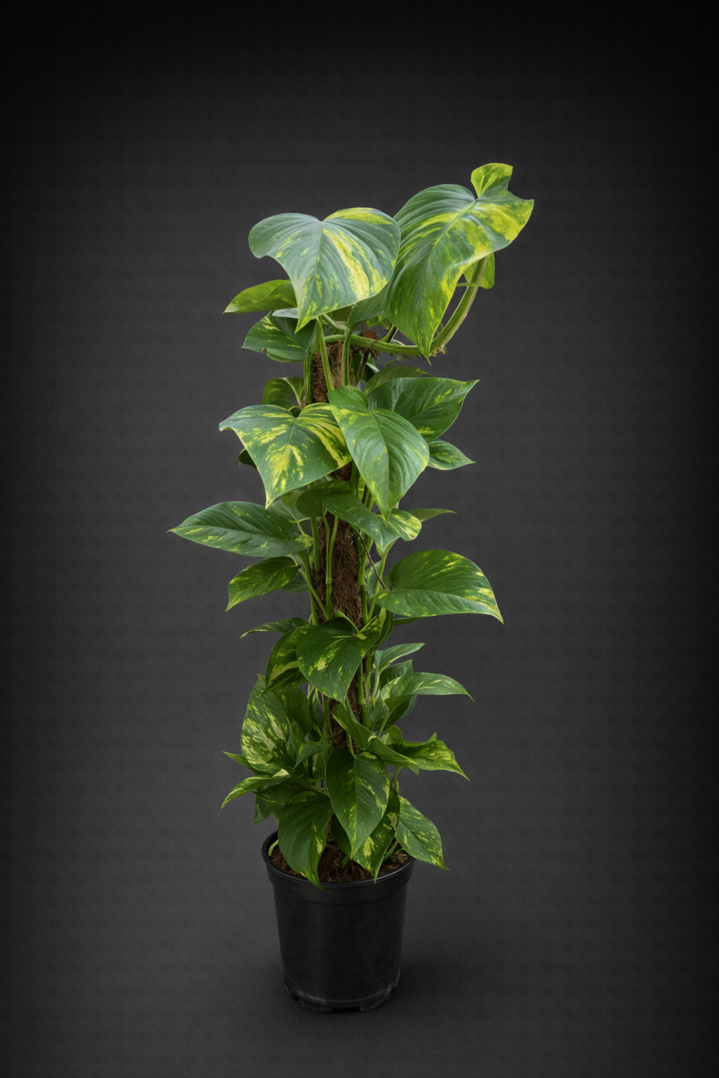 Epipremnum Pinnatum ( Efeutute)