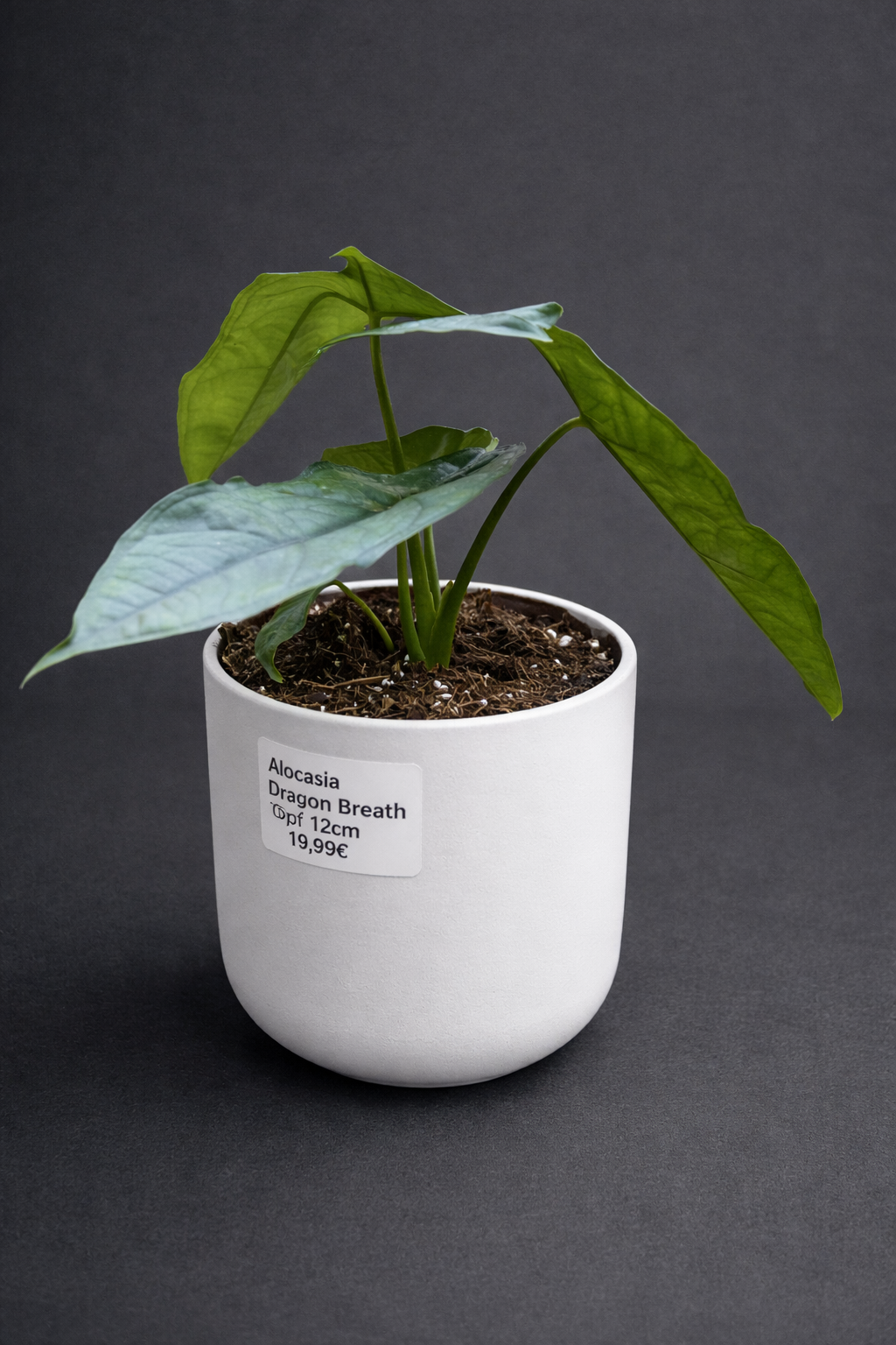 Alocasia Dragon Breath