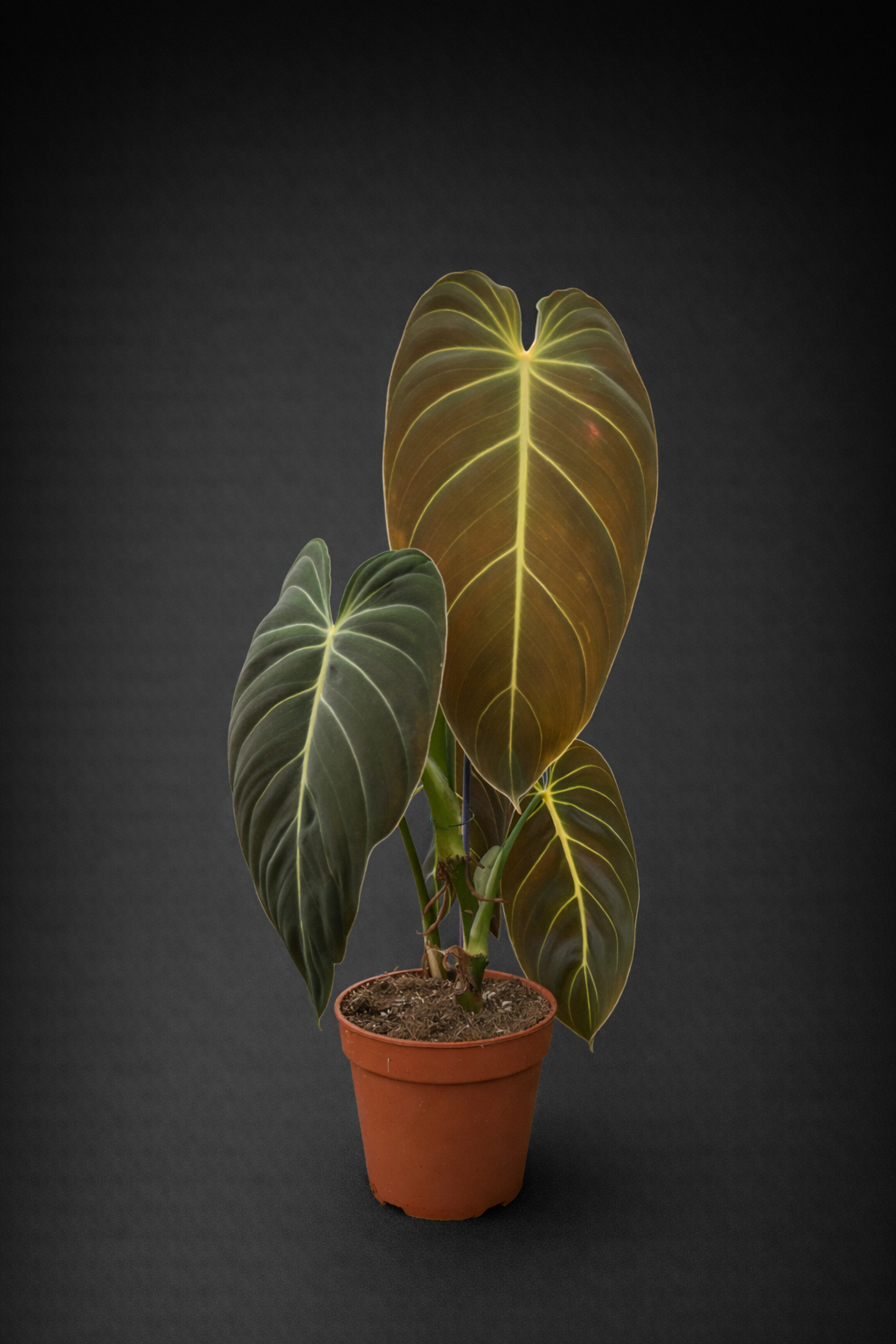 Philodendron Melanochrysum
