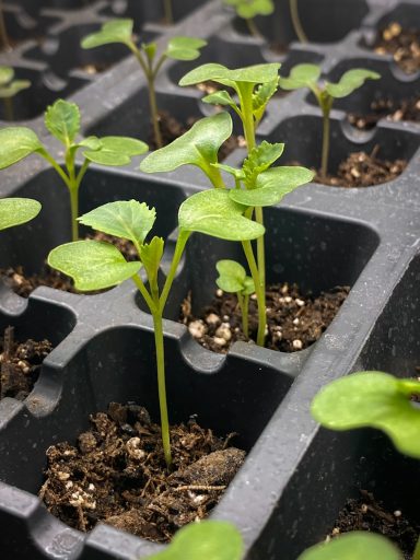Plantula Amedorf - Outdoor Pflanzen Junge Pflanzen mit grünen Blättern wachsen in einer Pflanzenanzuchtplatte.