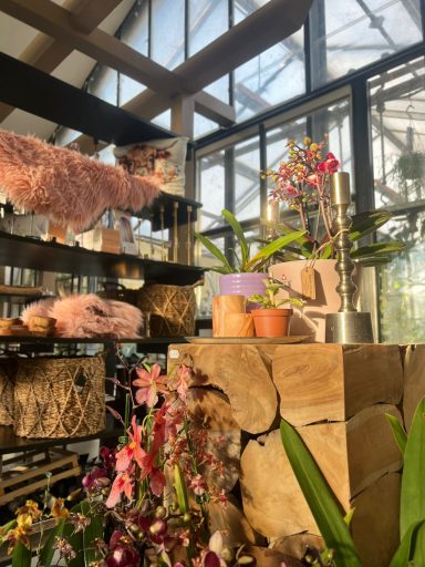 Bunte Orchideen und Pflanzenarrangements in einem Gewächshaus mit Holzregalen.