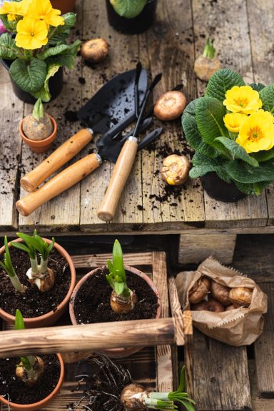 Plantula Amedorf - Outdoor Blühende Pflanzen, Gartenwerkzeuge und Erde auf einem Holztisch, umgeben von Töpfen.